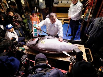Wow! Ikan Tuna Ini Laku Dilelang Rp 4 M di Tsukiji Market Jepang