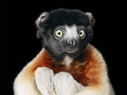 Fotografer Ini Habiskan Waktu 2 Tahun Jepret Hewan yang Nyaris Punah