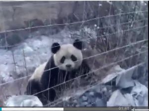 Panda Raksasa Liar Ini Terciduk Kamera Berkeliaran di Sichuan