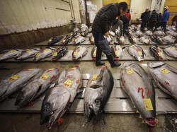 Seekor Ikan Tuna Bluefin Seberat 405 Kg Berhasil Dilelang Seharga Rp 4.4 Milliar