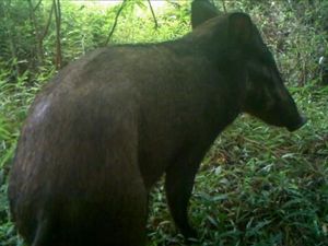 Babi Terjelek di Dunia Tertangkap Kamera di Hutan Indonesia Babi Terjelek di Dunia Tertangkap Kamera di Hutan Indonesia