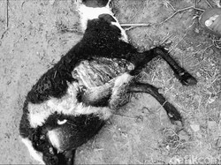 Domba Mati Misterius di Sukabumi, Tak Ada Jejak di Sekitar Kandang