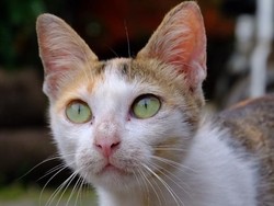 Kenapa Kucing Takut Air? Ini Alasan Ilmiah dan Caranya agar Berani