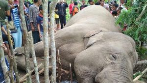 Mengenaskan! Ini Foto Gajah Mati dengan Gading Hilang
