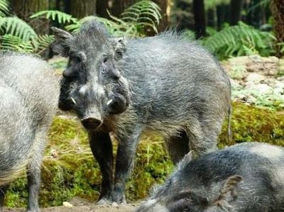 Foto: Penampakan Babi Terjelek dari Indonesia