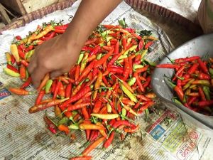 April Panen Cabai, Harga Diprediksi Turun ke Rp 30.000/Kg