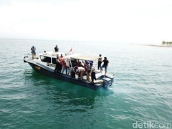 Ribuan Baby Lobster Dilepasliarkan di Pulau Gili Probolinggo
