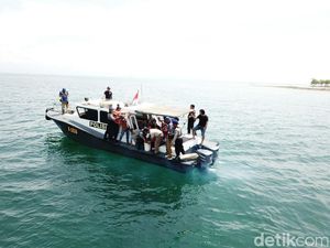 Ribuan Baby Lobster Dilepasliarkan di Pulau Gili Probolinggo Ribuan Baby Lobster Dilepasliarkan di Pulau Gili Probolinggo