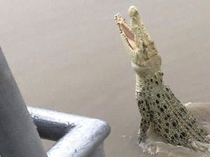 Buaya Albino Langka Terlihat di Australia Utara