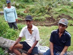 Ketika Tanaman Warga Penolak Bandara Kulon Progo Dirobohkan