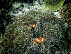 Asyiknya Snorkeling Bareng Nemo di Pulau Kapoposang