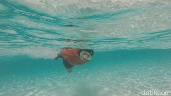 Foto: Snorkeling Asyik di Pulau Kapoposang