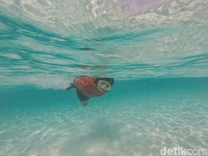 Foto: Snorkeling Asyik di Pulau Kapoposang