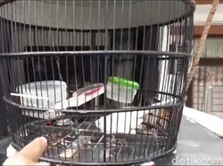 Cerita Perkutut Putih yang Ikut Mati di Rumah Arsitek Feri