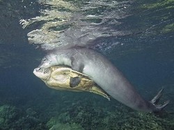 Momen Langka: Anjing Laut Menyelamatkan Penyu di Dalam laut