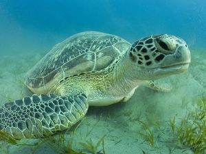 Populasi Jantan-Betina Penyu Hijau Terancam Tak Seimbang