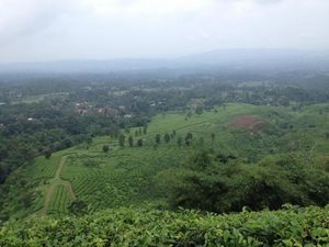Melepas Penat Sejenak di Perkebunan Teh Subang