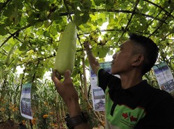 Regenerasi Petani, Menjadikannya Cita-Cita