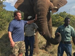 Ketika Terminator Dikejar Gajah di Afrika