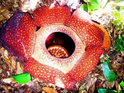 Selamat Ulang Tahun Rafflesia Arnoldii!