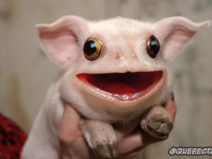 Potret Lucu Kawin Silang Hewan Hasil Photoshop