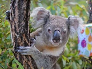 Terkuak Setelah Penelitian 13 Tahun! Begini Cara Koala Minum