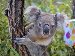 Koala Lawson Rayakan Ulang Tahun ke-16