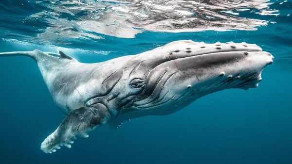 Karya Spektakuler Jawara Kontes Foto Hasselblad