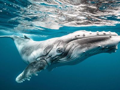 Karya Spektakuler Jawara Kontes Foto Hasselblad