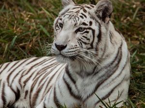 Harimau Muncul di Gayo Lues, BKSDA Turunkan Tim Harimau Muncul di Gayo Lues, BKSDA Turunkan Tim