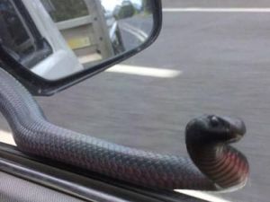 Ular Berbisa Paling Mematikan Kedapatan Bergelung di Spion Mobil