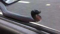 Bikin Kaget! Ini Ular Berbisa Mematikan yang Bergelung di Spion