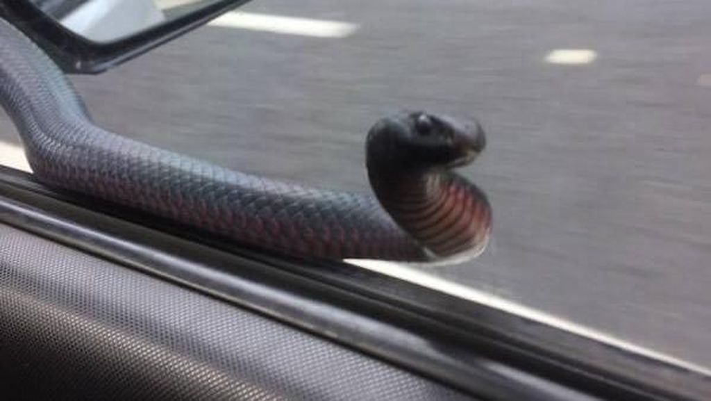 Bikin Kaget! Ini Ular Berbisa Mematikan yang Bergelung di Spion Bikin Kaget! Ini Ular Berbisa Mematikan yang Bergelung di Spion