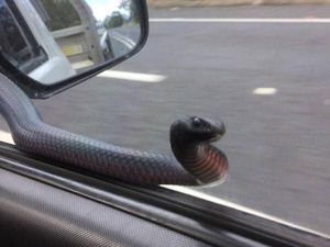 Bikin Kaget! Ini Ular Berbisa Mematikan yang Bergelung di Spion