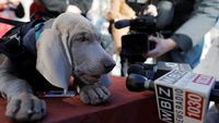 Guk! Saat Riley Si Anjing Pengendus Diwawancara
