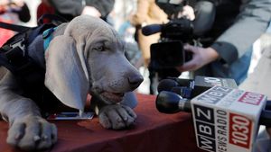 Guk! Saat Riley Si Anjing Pengendus Diwawancara