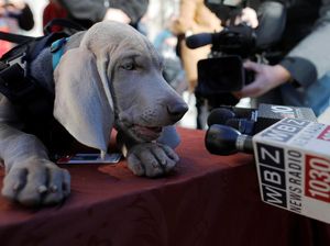 Guk! Saat Riley Si Anjing Pengendus Diwawancara