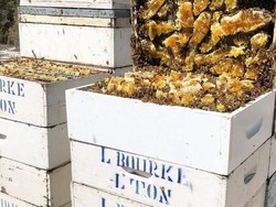 Australia Mengaku Miliki Bukti Madu Manuka Bukan dari Selandia Baru