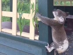 Koala Ditemukan Mati Dipaku ke Tiang, Masyarakat Australia Marah