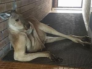 Bikin Gemas! Kanguru Ini Berpose Seksi di Depan Toilet