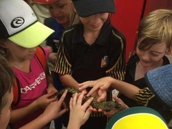 Temuan Buaya Air Asin di Stadion Sepak Bola