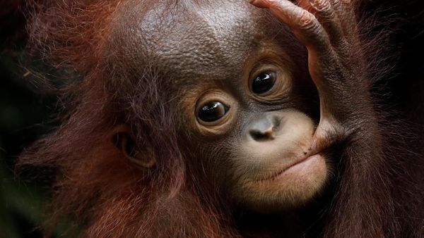 Lucunya Tingkah Polah Bayi Orang Utan di Kebun Binatang Singapura