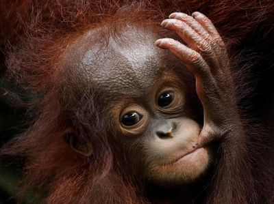 Lucunya Tingkah Polah Bayi Orang Utan di Kebun Binatang Singapura