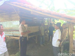 6 Ekor Kambing Dijagal Pencuri di Depok, Jeroan Disisakan di Kandang