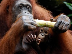 Satwa Kebun Binatang Terancam Kelaparan, KLHK Bantu Pakai Prioritas