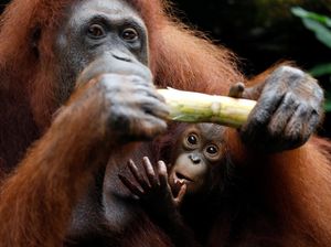 Satwa Kebun Binatang Terancam Kelaparan, KLHK Bantu Pakai Prioritas Satwa Kebun Binatang Terancam Kelaparan, KLHK Bantu Pakai Prioritas