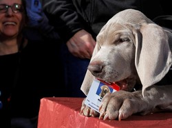 Guk! Anak Anjing Ini Direkrut Museum Boston Buat Jaga Koleksi