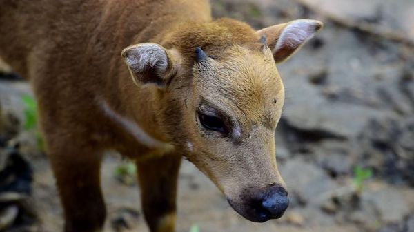 Kenalkan! Ini Anara, Bayi Anoa yang Baru Lahir di Manado