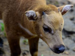 Anoa di Sulut Semakin Punah, Tinggal 300-an Ekor