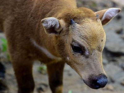 Kenalkan! Ini Anara, Bayi Anoa yang Baru Lahir di Manado